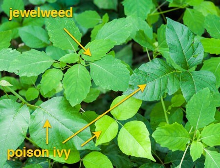 poison ivy jewel-weed-poison-ivy